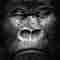 gorilla 800 pound gorilla