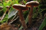 paddestoelen.jpg