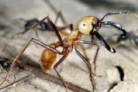 army-ant-200p.jpg