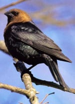 Molothrus ater
