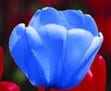 Blauwe Tulp