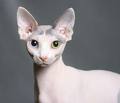 haarloze kat