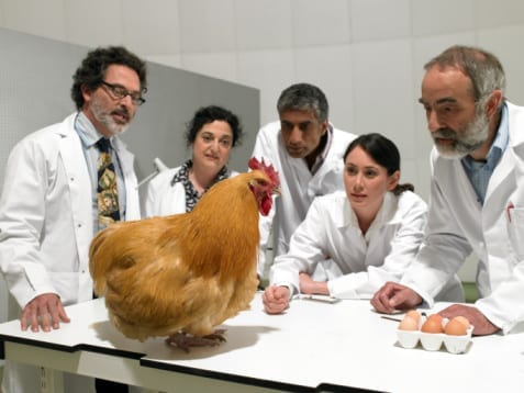 chicken-lab