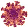 Griep- en schaatsvirus woei over Nederland