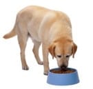 hond