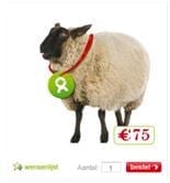 schaap