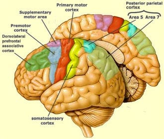 brain-a_06_cr_mou_1a