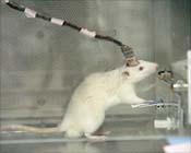 mouse-bci