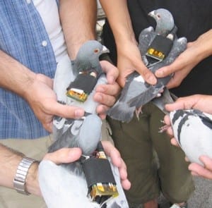 Pigeons
