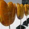 Broos van Erp prijs 2009: de nominaties