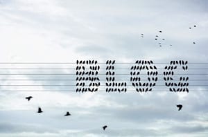 blog-birds-2