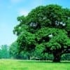 Spaar bomen en budget met een online jaarverslag (1)