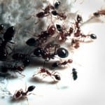 ants