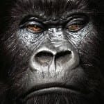 gorilla 800 pound gorilla