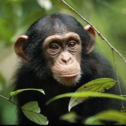 chimpansee
