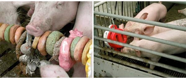 Varkensspeelgoed