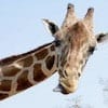 Hoe maak je van top-taken een succesvolle website (of intranet)?