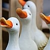 Hoe hou je je fans en volgers happy?