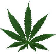 Wietplant