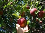 Bloggers: ga voor de longtail & pluk het laaghangende SEO-fruit!