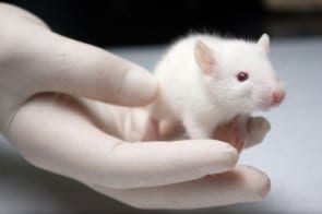 lab rat