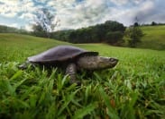 Schildpad