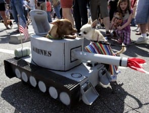 Chihuahua parade
