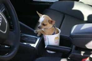 tea-cup-chiwawa
