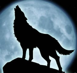 wolf-klein