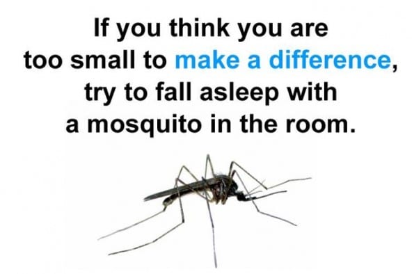 mosquito