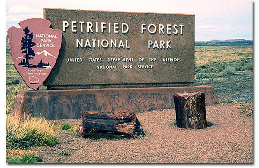 petriefied forest
