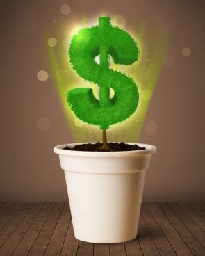 Dollar sign tree coming out of flowerpot