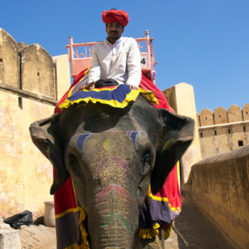 11 innovaties in de media voor ‘de olifant in onszelf’