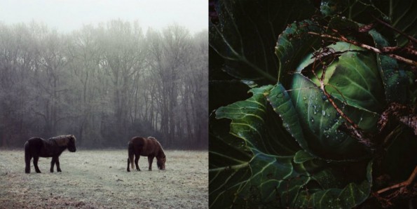 collage natuurfotografie