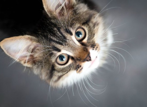little fluffy kitten on a gray background