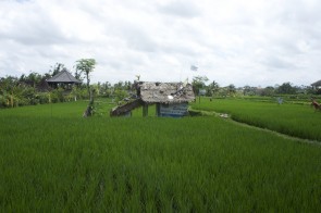 SONY DSC
