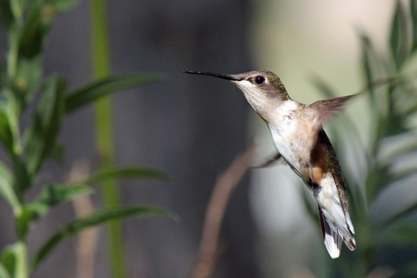 Voorgesteld Beeldmateriaal 2 (Google Hummingbird)