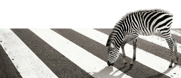 Zebra