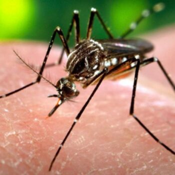 Het zikavirus op 3 manieren in beeld gebracht [infographic]