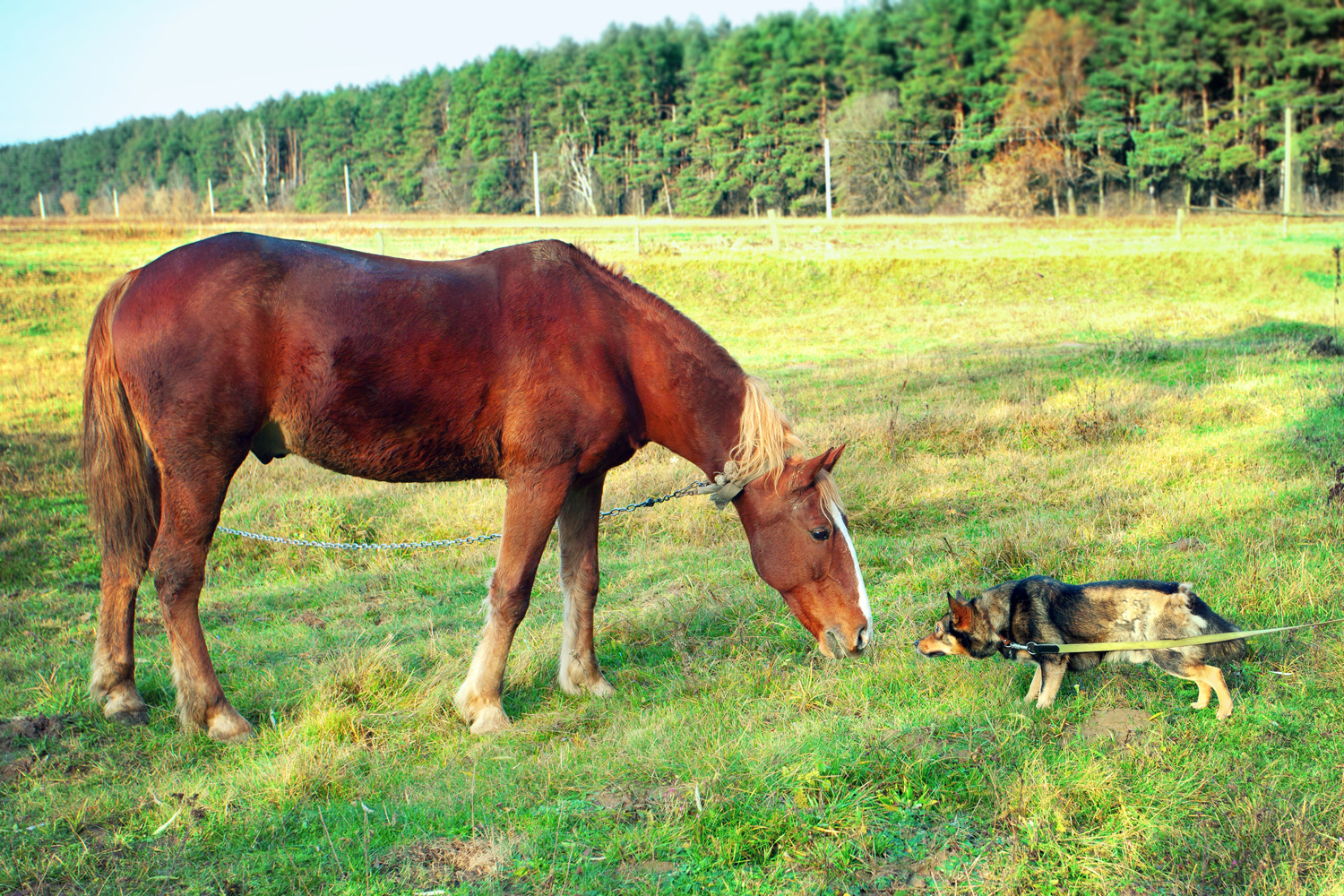 38694490 - horse and dog sniff to each other