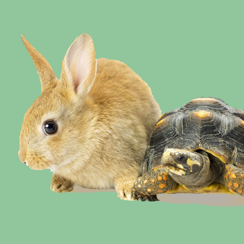 Als B2C de haas is, is B2B de schildpad