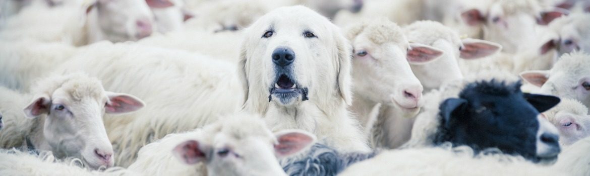 Diversiteit in je organisatie: 4 gedachten voor betere samenwerkingen