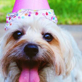 Het nieuwe SEO draait om één ding: happiness [& 5 toepasbare tips]