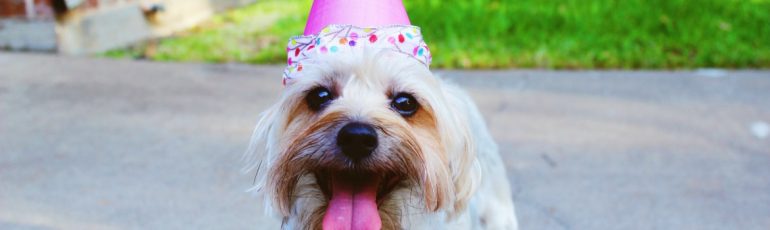 happy dog