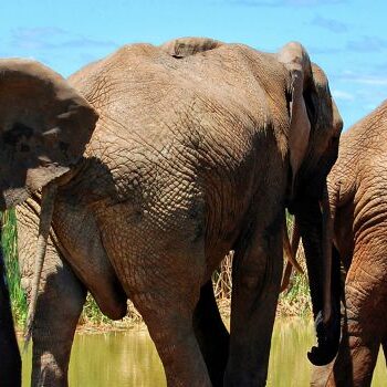 Hoe leer je een olifant dansen? De toekomst sneller af met de juiste ‘moves’