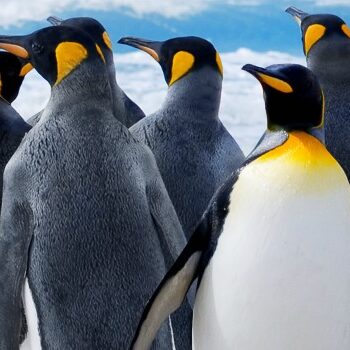 Thought leadership als strategie voor kleine bedrijven: zo begin je