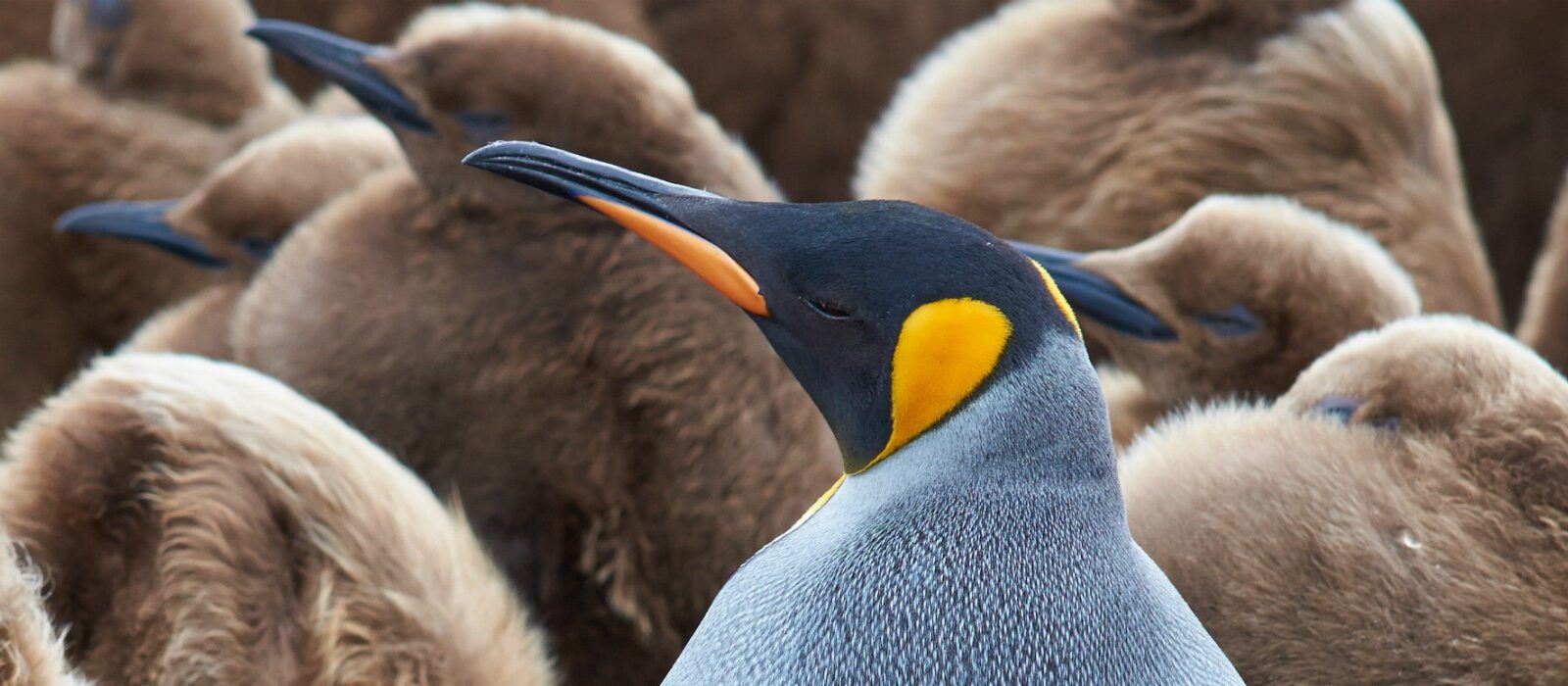Het tijdperk van digitaal darwinisme