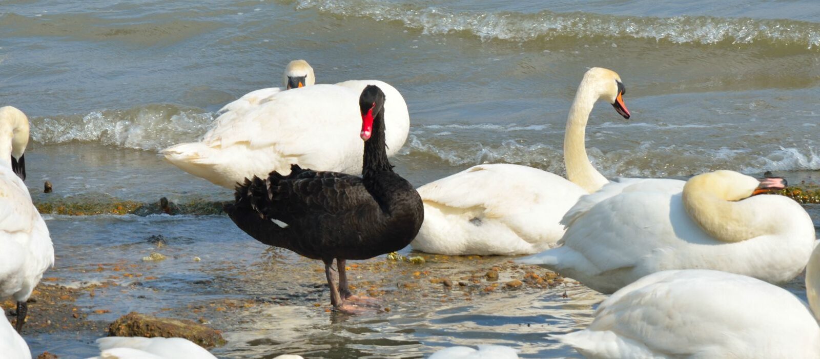Black swan events in marketing: hoe afhankelijk ben je?