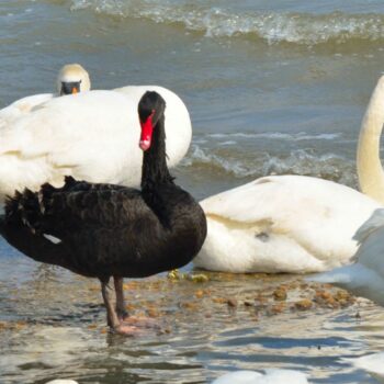 Black swan events in marketing: hoe afhankelijk ben je?