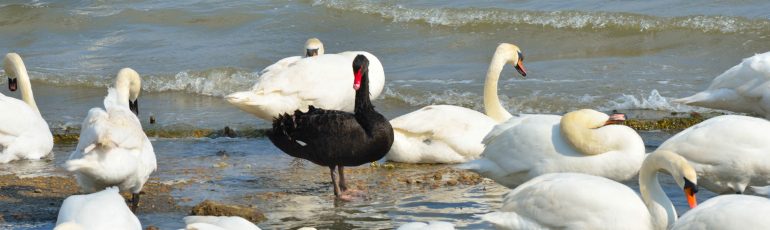 Zwarte zwaan.